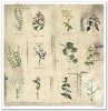 Zestaw papierów do scrapbookingu - Herbarium